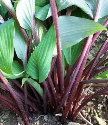 Hosta red october